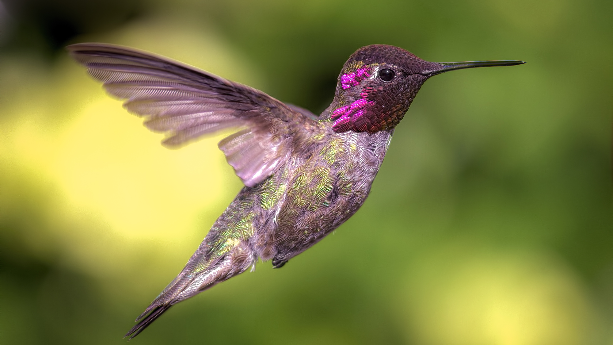 annas-hummingbird-flying.png